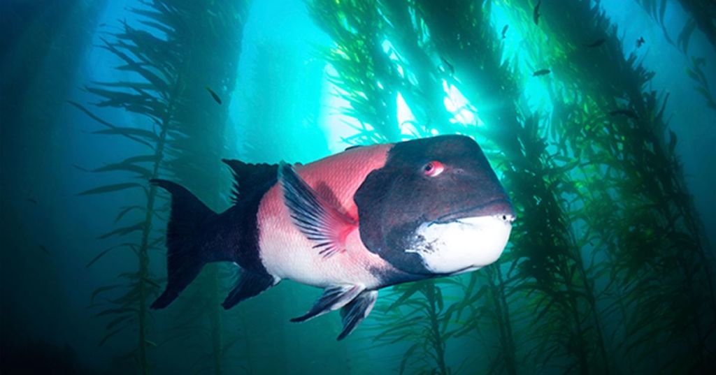 Reflections of Catalina